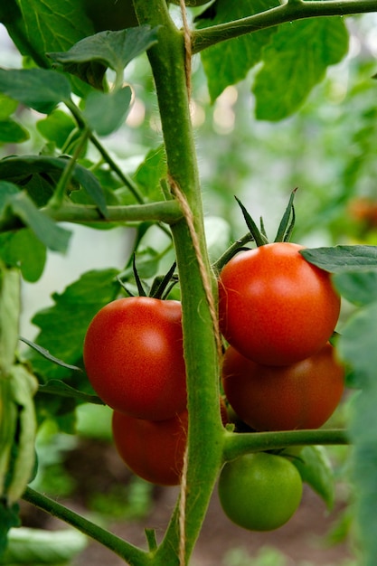 Bunch of red tomatoes on a bush