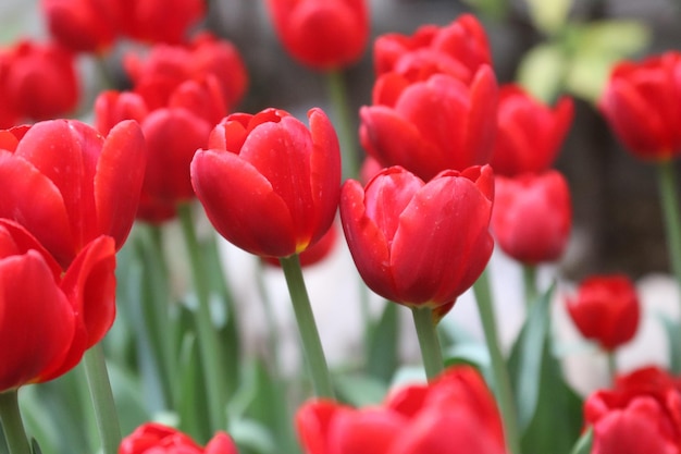 A bunch of red tulips with the word tulips on the top.