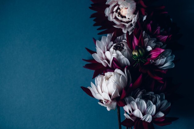 Bunch of red and white dahlias