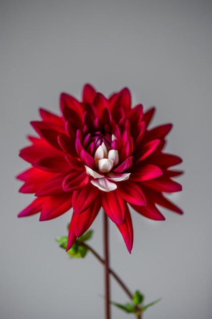 Bunch of red and white dahlias