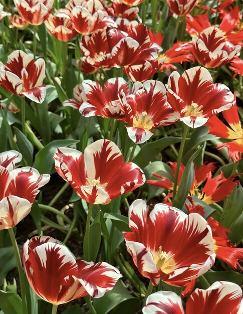 A bunch of red and white tulips with a yellow center.