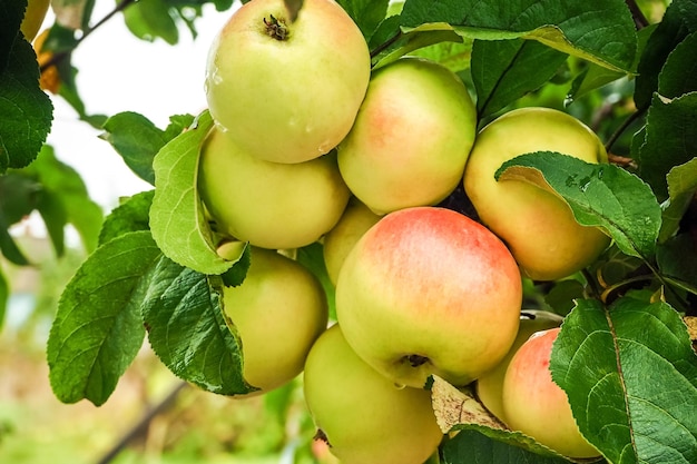 a bunch of ripe apples grow on an apple tree after rain. gardening and cultivation of apples concept