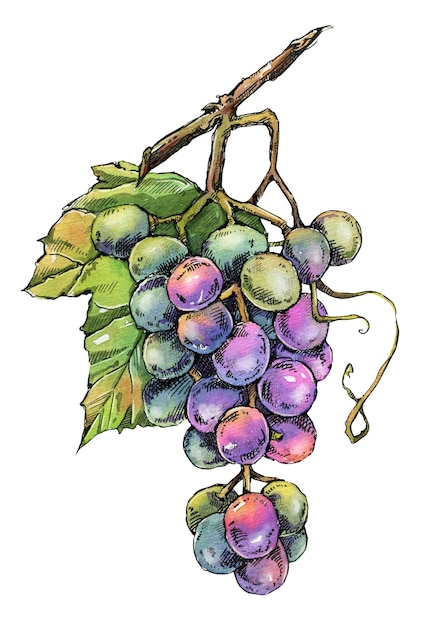 A bunch of ripe grapes hand drawn in ink and watercolor Ideal for packaging design