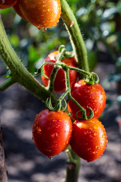 Bunch of ripe natural cherry red tomatoes in water drops growing in a greenhouse  ready to pick