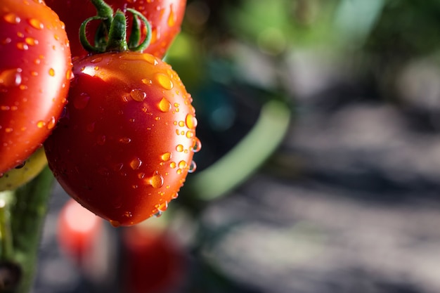 Bunch of ripe natural cherry red tomatoes in water drops growing in a greenhouse  ready to pick