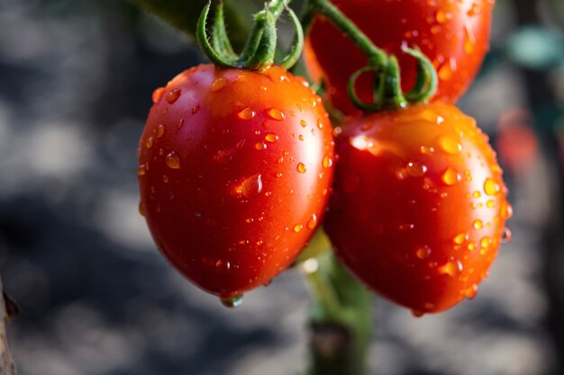 Bunch of ripe natural cherry red tomatoes in water drops growing in a greenhouse  ready to pick