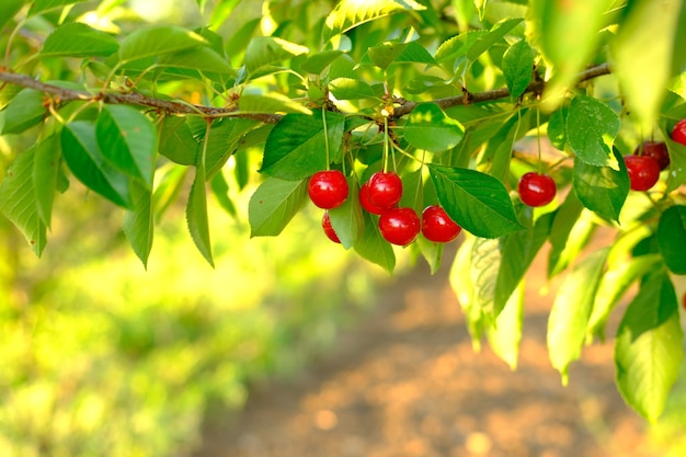 Bunch of ripe red cherries growing on cherry tree in orchard organic cherries on tree before