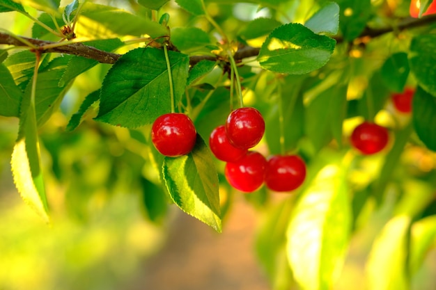 Bunch of ripe red cherries growing on cherry tree in orchard organic cherries on tree before