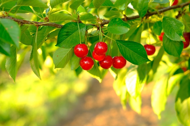 Bunch of ripe red cherries growing on cherry tree in orchard organic cherries on tree before