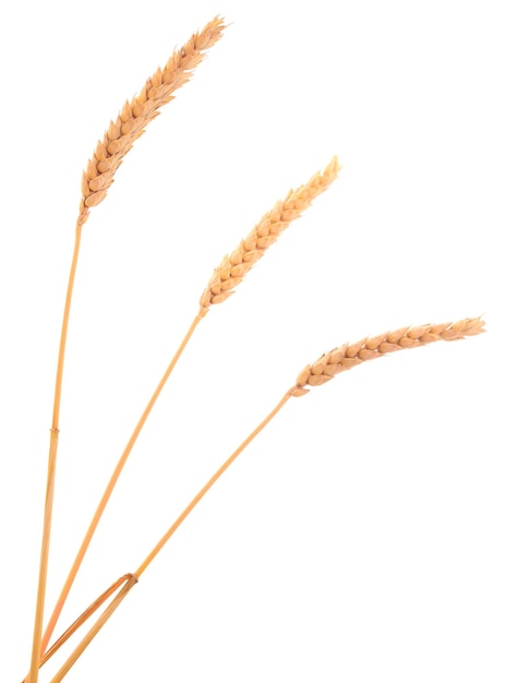 Bunch of ripe wheat ears