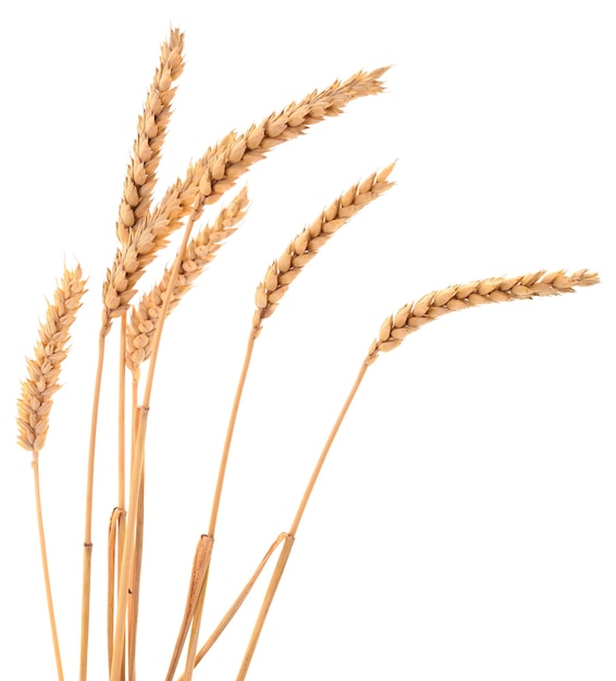 Bunch of ripe wheat ears