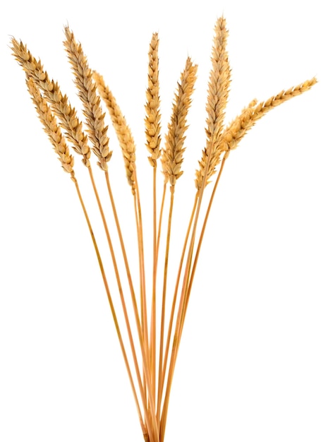 Bunch of ripe wheat ears