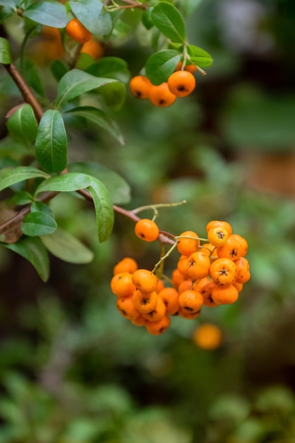 Bunch of ripe yellow mountain ash berries