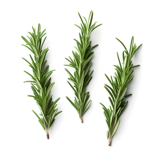 A bunch of rosemary on a white background