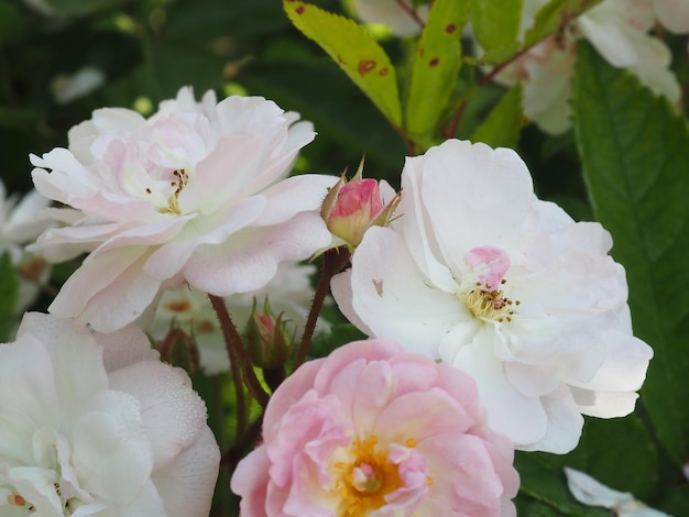 A bunch of roses in a garden