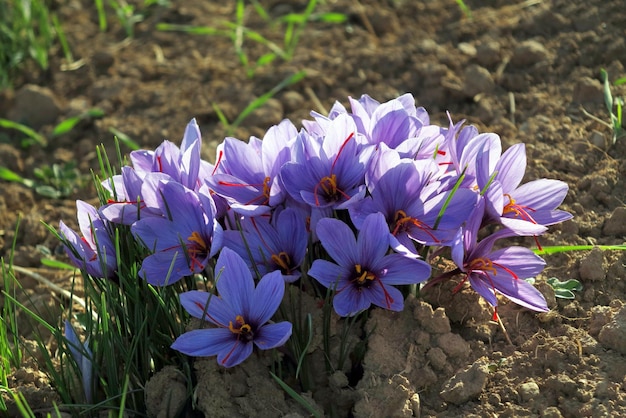 A Bunch of Saffron Flower