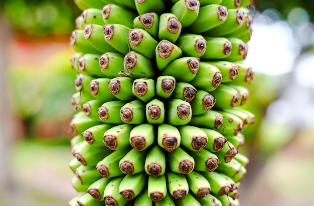 A bunch of small green bananas on a palm tree close up