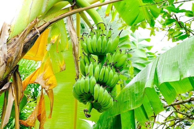 A bunch of small green bananas on a palm tree