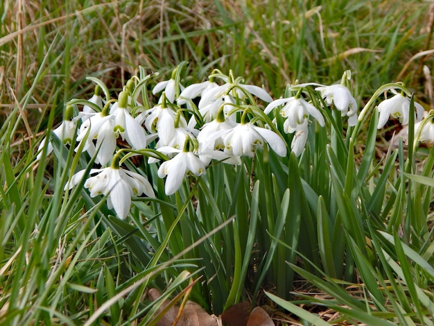 A bunch of snowdrops are in the grass.