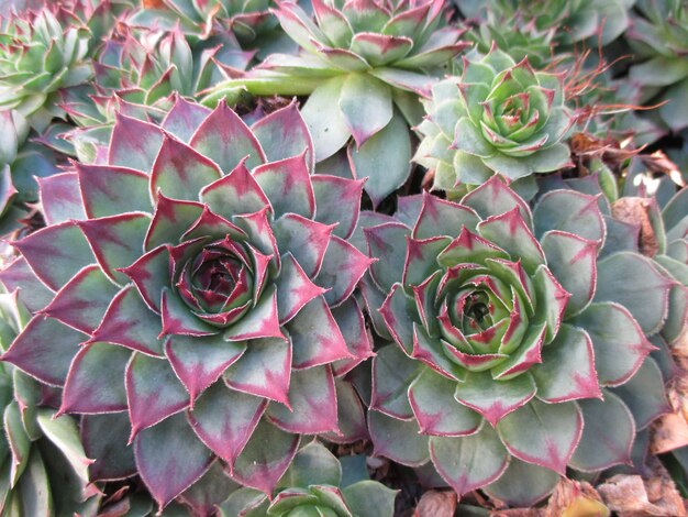 Bunch of Soft Pink and Light Green Succulent Plants in the Morning Light