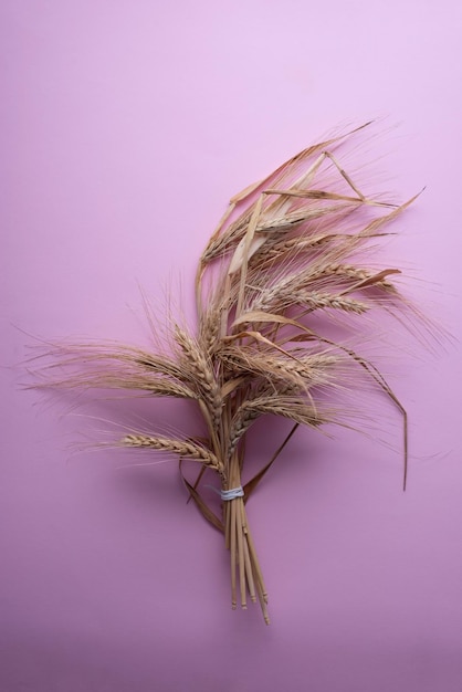 A bunch of spikelets of wheat on a pink background