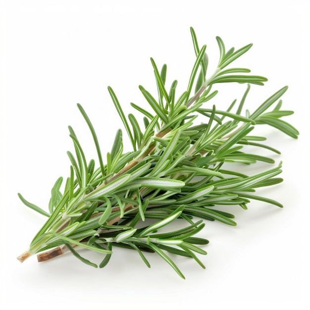 a bunch of sprigs of rosemary are shown on a white background