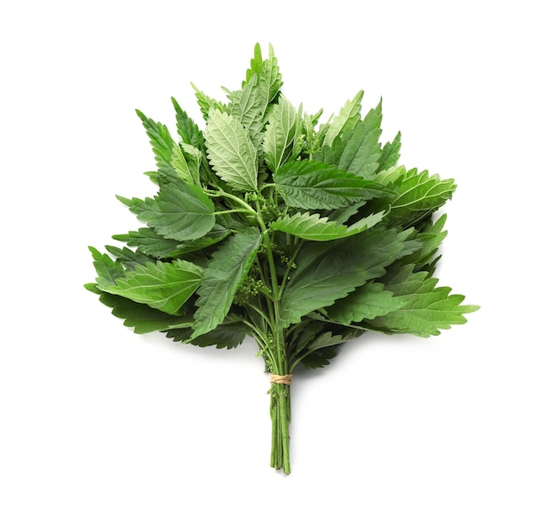 Bunch of stinging nettles on white background top view