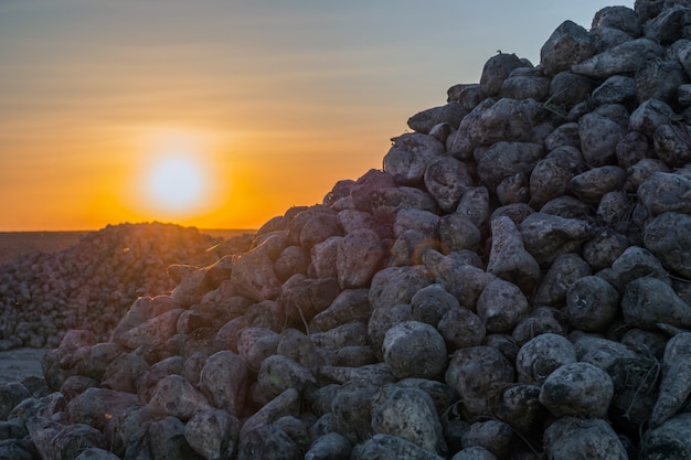 A bunch of sugar beets at sunset. the lights of a sun