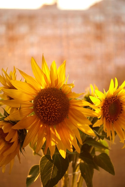 Bunch of sunflowers in vase on windowsill