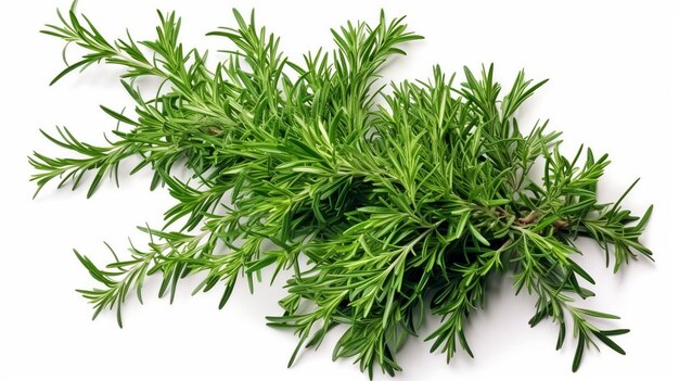 Bunch of tarragon leaves isolated on white background