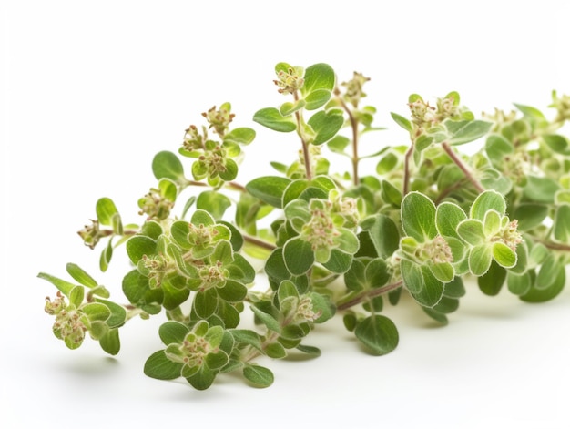 A bunch of thyme on a white background