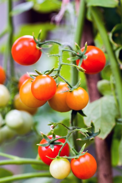 Bunch of tomatoes ripening on the branch