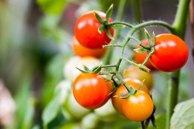 Bunch of tomatoes ripening on the branch