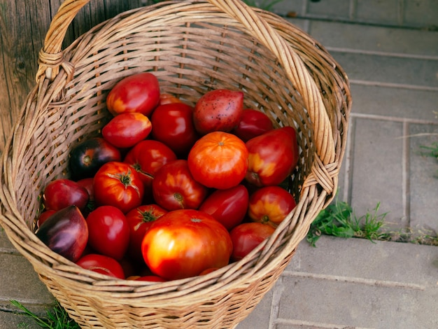 A bunch of tomatoes in a wicker basket farm harvest