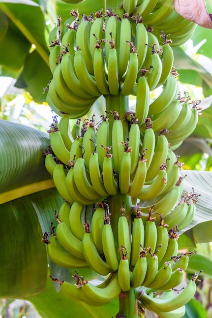 Bunch of the unripe green bananas on tree