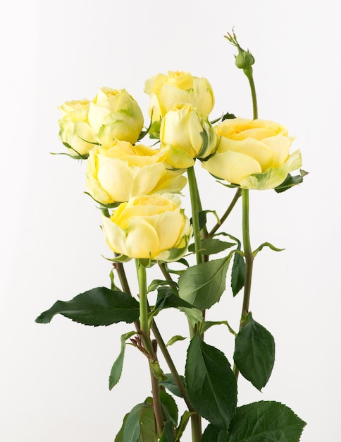 A bunch of untreated and untreated rose flowers on a white background