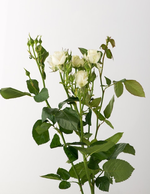 A bunch of untreated and untreated rose flowers on a white background