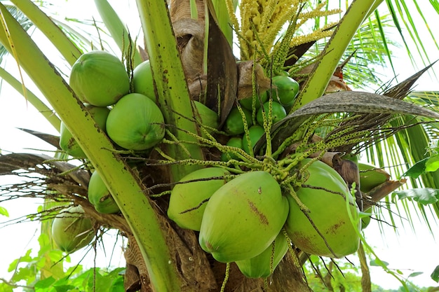 Bunch of Vibrant Green Unripe Coconut Fruits on the Tree