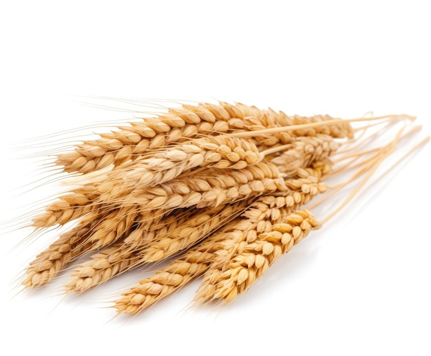 A bunch of wheat is on a white background