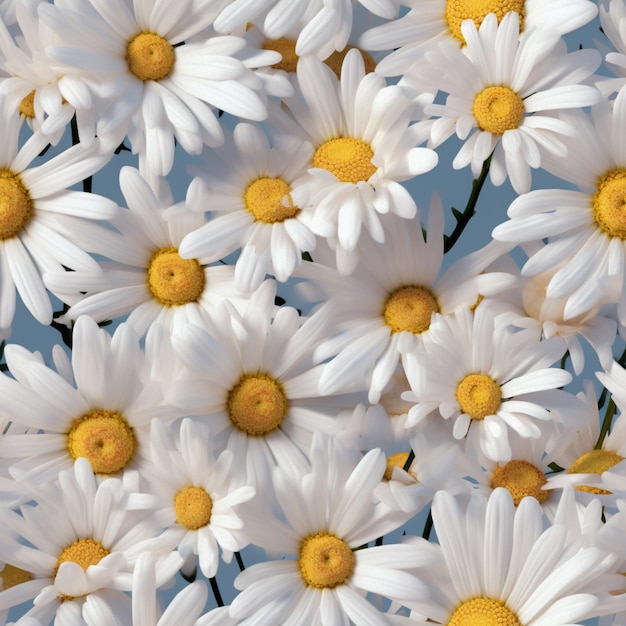 A bunch of white daisies are shown in a field.