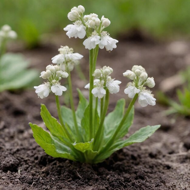 Photo bunch of white flowers that are growing in dirt