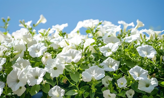 a bunch of white flowers that are in a vase