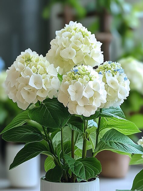 a bunch of white flowers with blue and white flowers