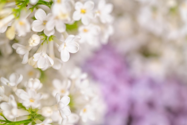 A bunch of white flowers with purple flowers in the background