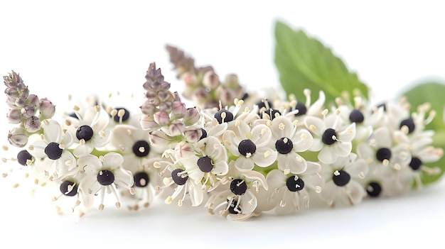 Photo a bunch of white flowers with purple and white flowers