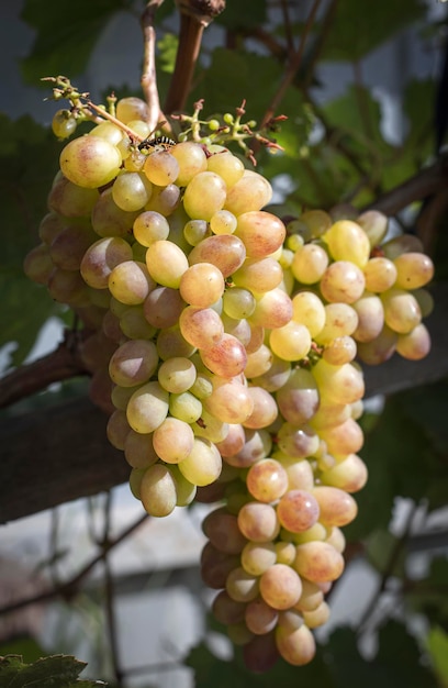 Bunch of white grapes in backlight on a vineyard