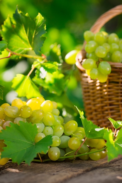 Bunch of white grapes in basket outdoors