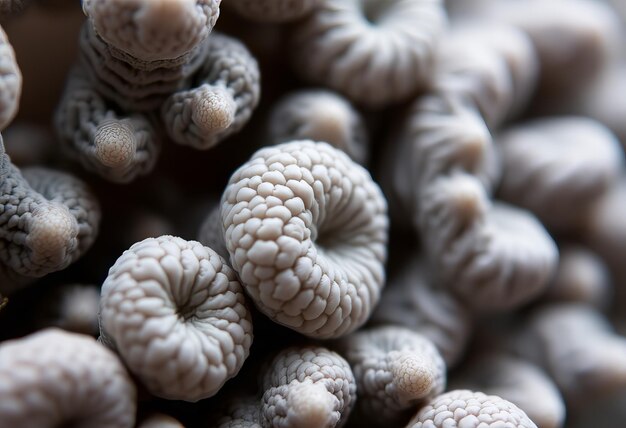 a bunch of white and gray cauliflowers are shown