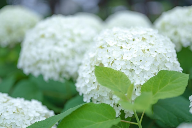 A bunch of white hydrangea flowers with green leaves