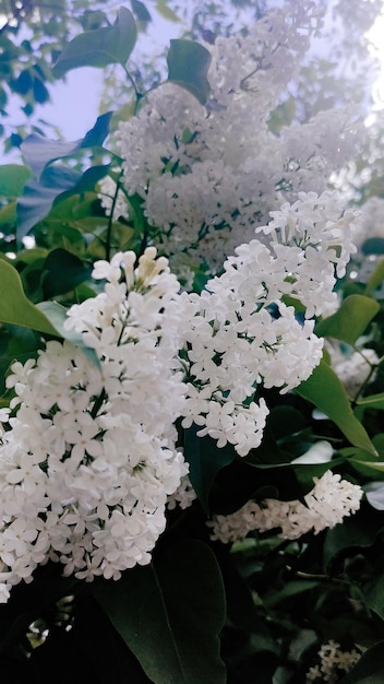 A bunch of white lilacs